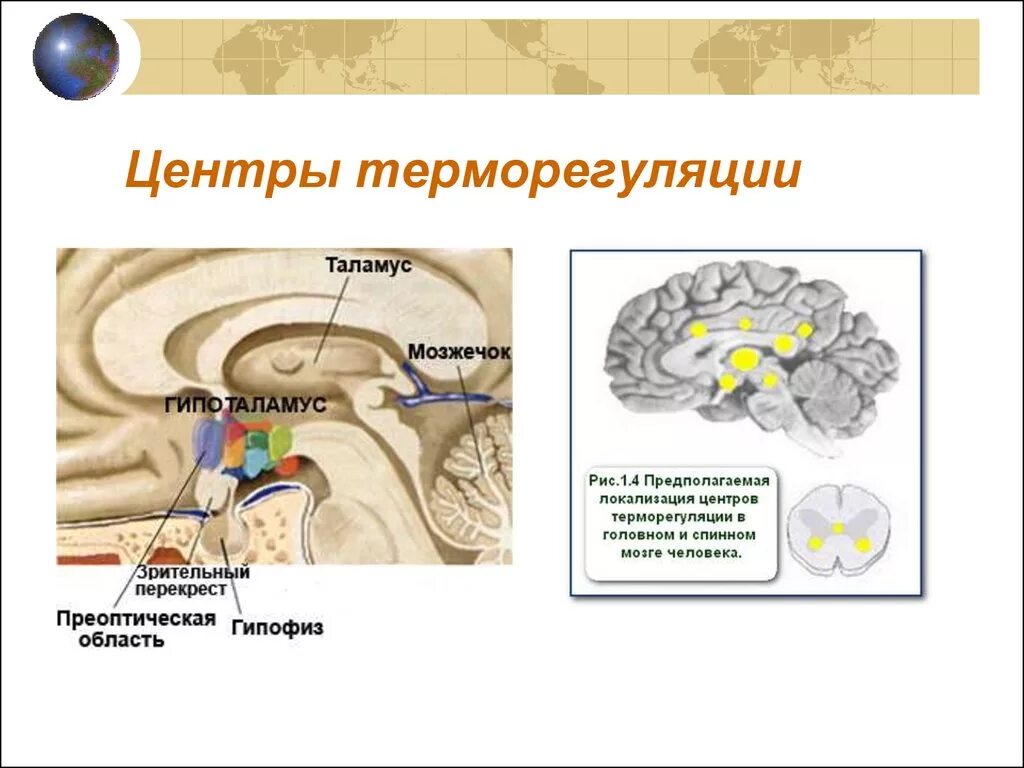 Гипоталамус центр терморегуляции. Гипоталамические центры терморегуляции. Центр регуляции температуры тела у человека расположен. Гипоталамус центр терморегуляции ядро.