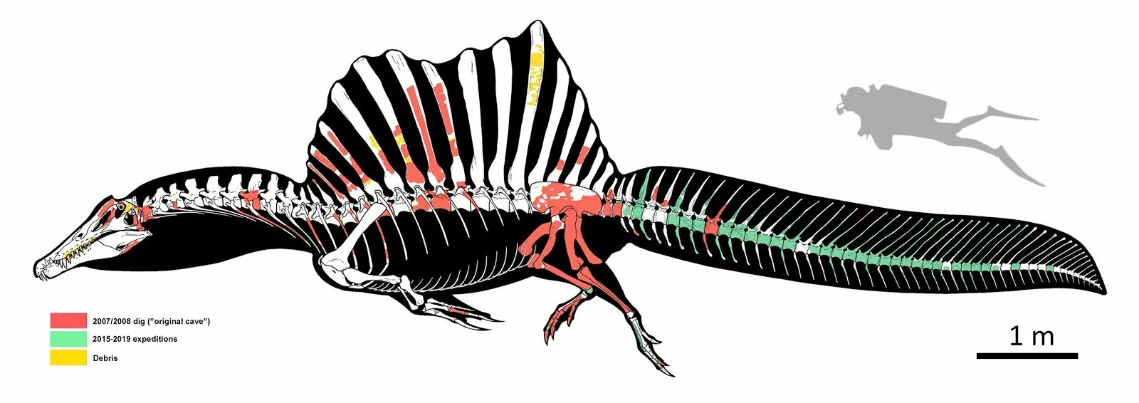 Спинозавр кости. Скелет спинозавра. Скелет спинозавра. Спинозавр скелет спереди. Спинозавр музей палеонтологии.