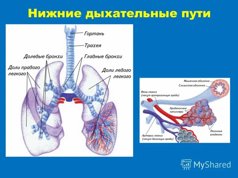 Рак какое дыхание. Дыхательная система Верхние и нижние дыхательные пути. Нижние дыхательные пути и легкие. Дыхательная система легкие и бронхи. Органы нижних дыхательных путей.