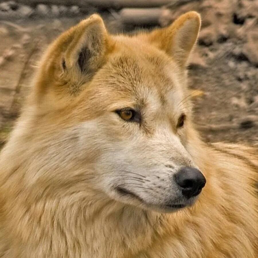 фэнтези животные. дикие звери. песчаный волк фото. кремовый волк. степные волки стая.