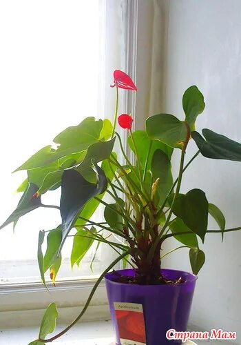 Антуриум завядший. Антуриум зеленый срез фото. У антуриума мелкие цветы. Антуриум андре даймонд ред. Антуриум отцветает.