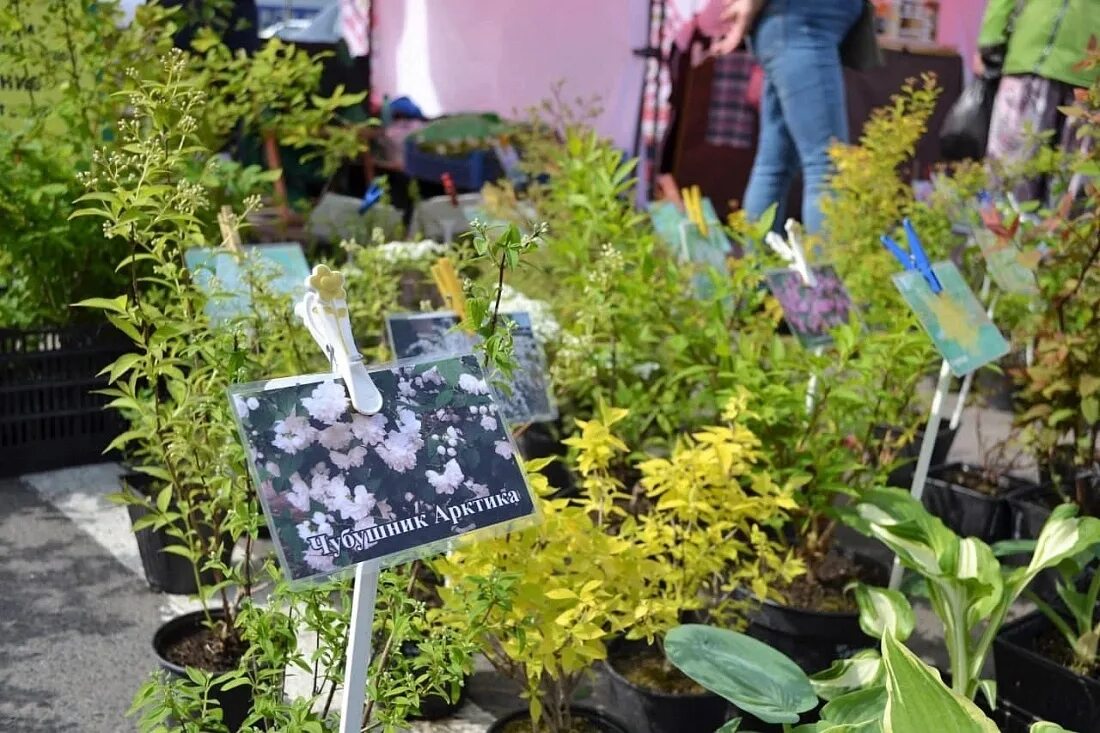 Ярмарки. Садоводческая ярмарка. Выставка книг человек и труда. Чем торгуют жители. Ярмарка.