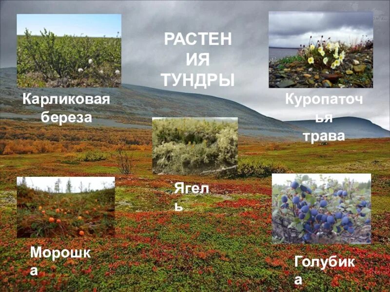 Для растительного покрова тундры характерны найдите ошибку. Растения тундры. Карликовые растения тундры. Растительный мир тундры. Травянистые растения тундры.