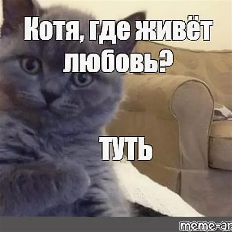 Тут кот. Котик туть. туть мем кот. котик любовь туть. котик где живет любовь.