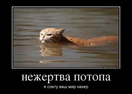 Кот наводнение