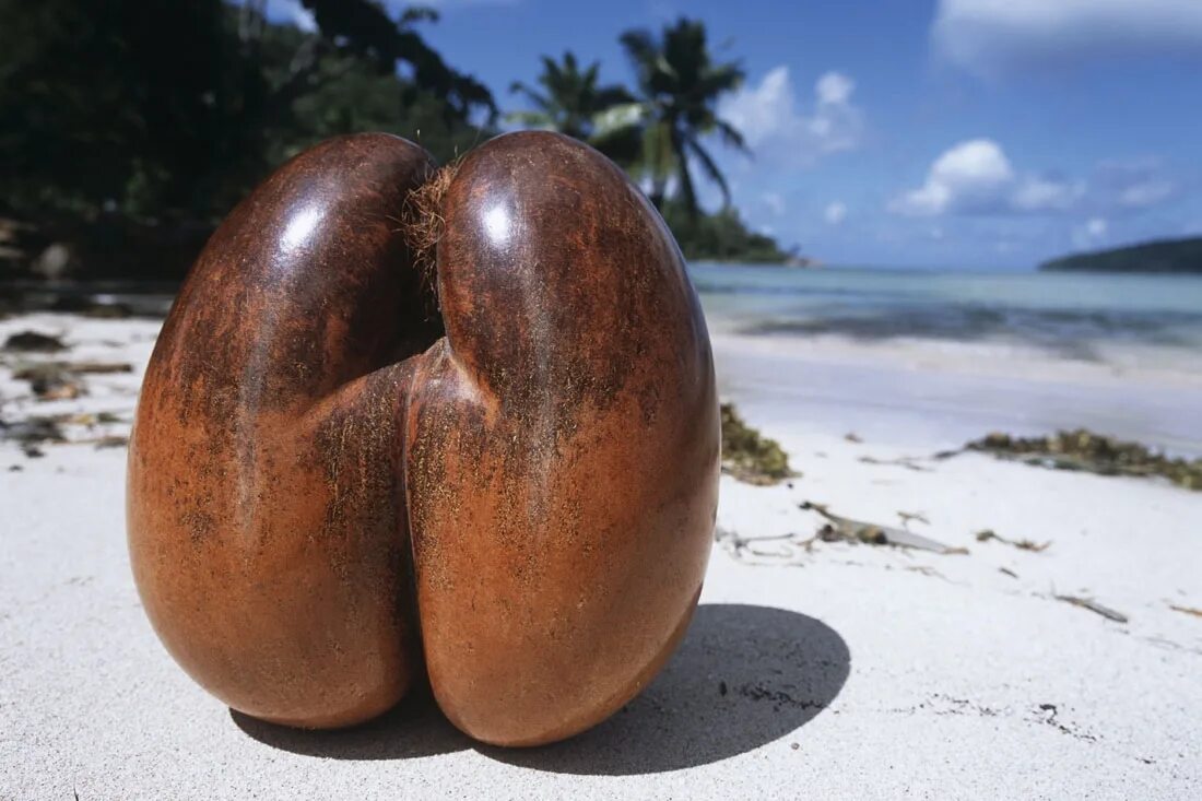 Коко де мер сейшелы. Коко де мер. Морской кокос коко-де-мер. Морской кокос коко-де-мер. Коко де мер орех.