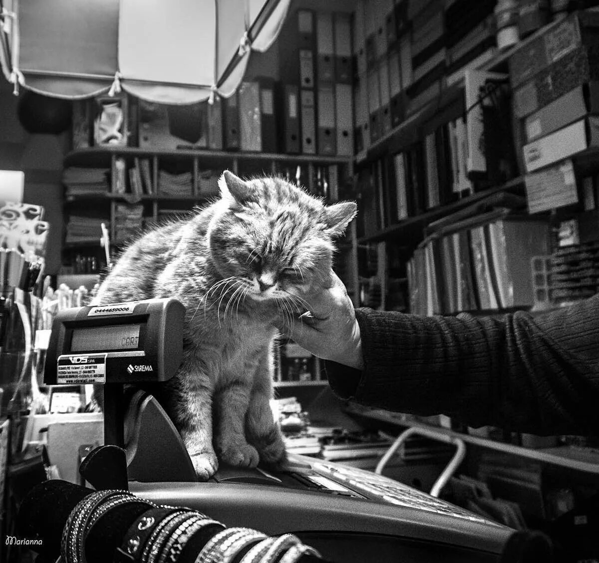 Cat work