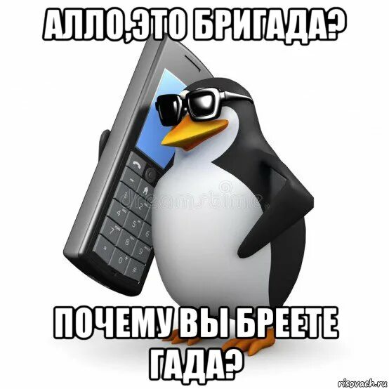 Пингвин с телефоном. Алло это Мем с пингвином. Але. Алло мемы. Алы тут