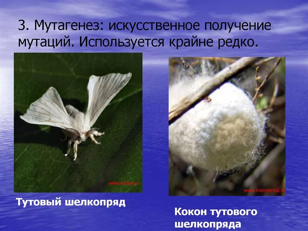 Искусственный мутагенез растений и животных. Мутагенез тутового шелкопряда. искусственный мутагенез. искусственный мутагенез в селекции. искусственные мутации примеры.
