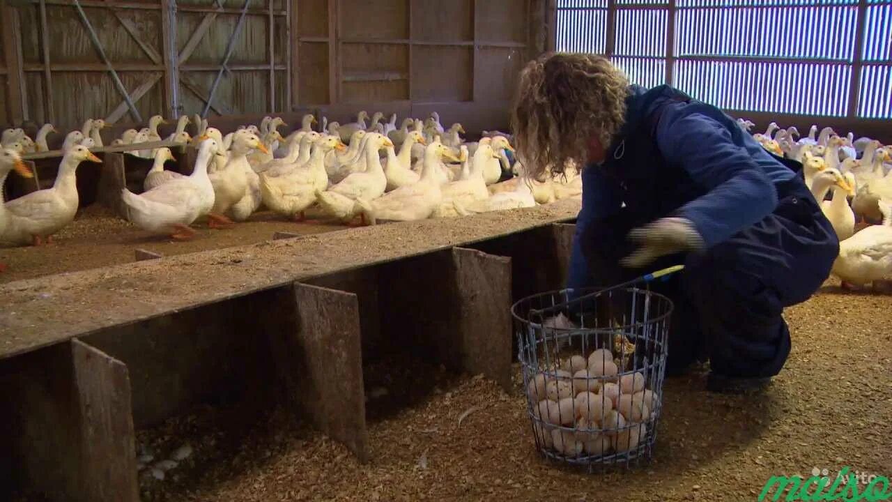 Профессия человека выращивающего гусей. Гусиная ферма вурнарец. Люди каких профессий выращивают. Токтайбеляк гусиная ферма. Птицеводство гуси.