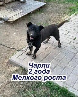 Ворон хозяина не выбирает