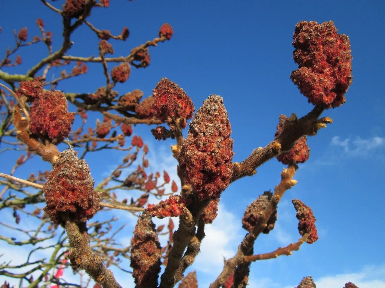 Rhus typhina. Дерево Оленьи рога Сумах. Staghorn Sumac. Сумах оленерогий.