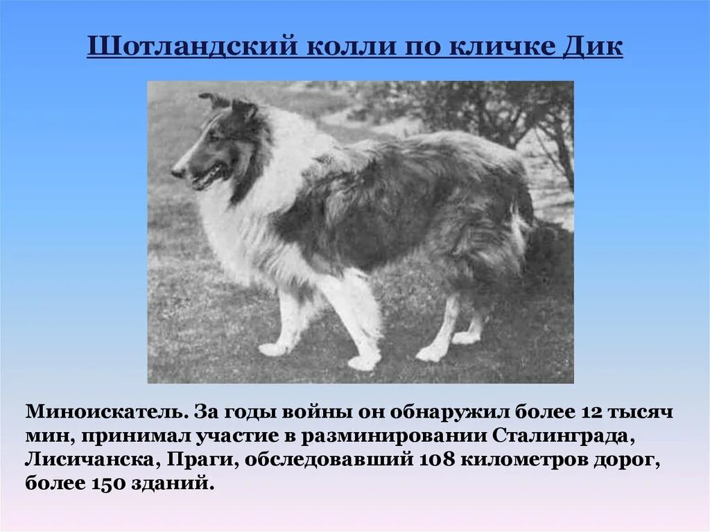 Клички для собак мальчиков шелти. Клички собаки колли. Клички собаки колли. Колли соболиный окрас. Колли длинношерстный характер.