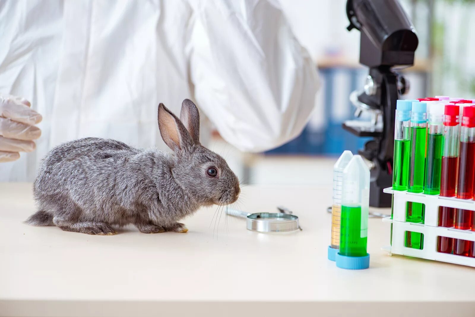 Лабораторные животные кролики. Лабораторные исследования на кроликах.