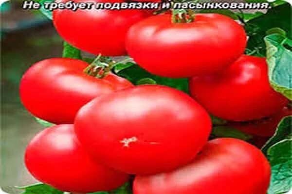 Жорик обжорик томат. Жорик фото. Помидор жорик описание. Жорик обжорик помидоры. Жорик обжорик помидоры.