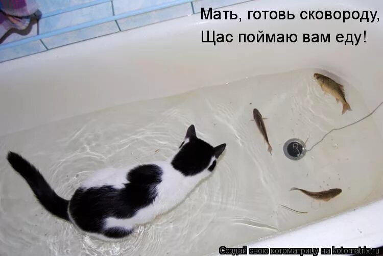 сейчас поймаю тебя в дурку. король и шут мем. щас поймаю. я поймаю тебя в дурку. кот на рыбалке.