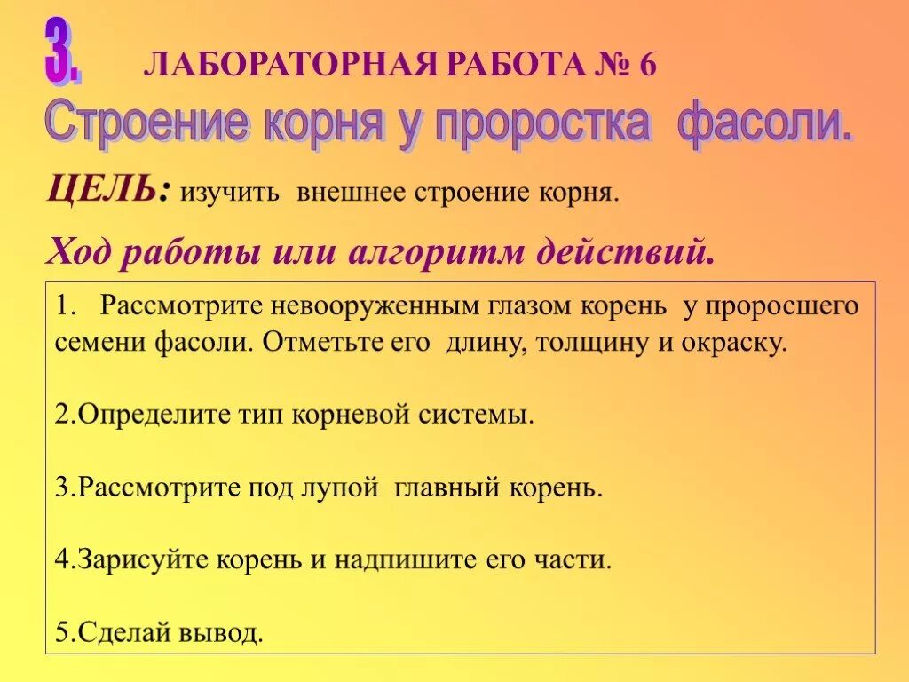 Лабораторная работа биология 6 класс фасоль. Лабораторная работа строение корня проростка. Лабораторная работа строение корня. Лабораторная работа строение корня проростка фасоли. Лабораторная работа строение корня проростка 6.