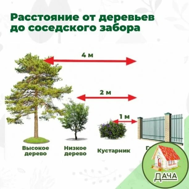 На каком расстоянии сажать деревья от соседей. Деревья на участке от забора. Деревья у забора от соседей. Посадка деревьев на участке нормы. Деревья до соседского забора.