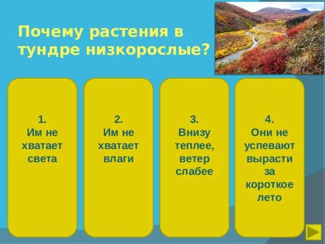 Почему растения в тундре низкорослые. Почему в тундре не растут деревья. Почему в тундре не растут деревья 3 причины. Почему в тундре не растут растения.