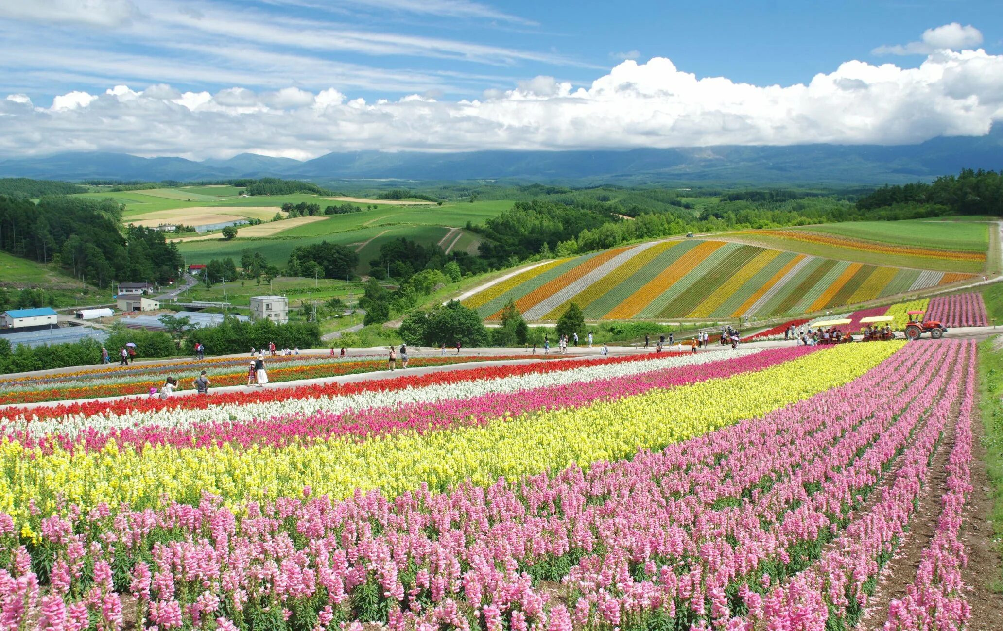 Остров Хоккайдо Япония. Долина Хоккайдо. Цветы на острове Хоккайдо. Регион Хоккайдо природа.