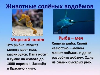 Животные обитатели соленых вод 3 класс