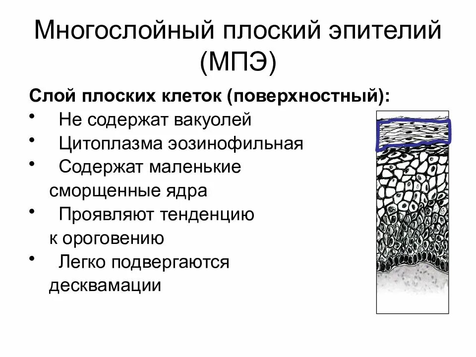 Слои многослойного плоского эпителия. Многослойный плоский неороговевающий эпителий. Многослойный плоский неороговевающий эпителий строение. Слой плоских клеток это. Ороговевающий эпителий строение.