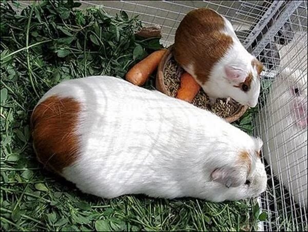 Ручная морская свинка. Взрослая морская свинка размер. Морская свинка куи. Дрессировка морских свинок. Морская свинка размеры.