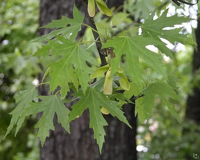 Acer saccharinum (Silver Maple) Plant leaves, Trees and shrubs, Beautiful tree