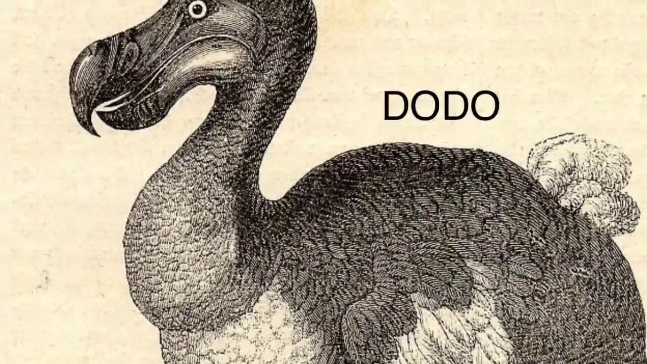 As dead as a dodo. Dodo на русском. Додо смит. Dodo перевод. Маска птицы додо.