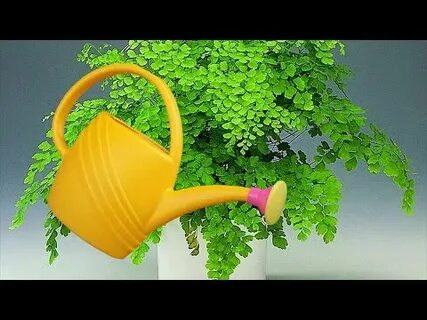 Поливать умеренно