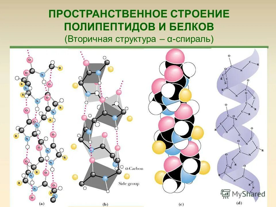 Полипептид организация