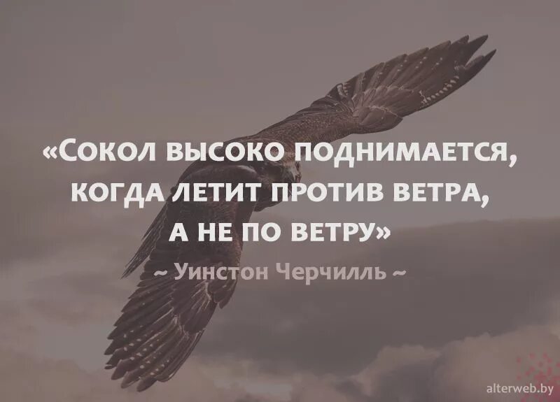 Полететь против течения ничего не говори. Афоризмы орел. сокол высоко поднимается, когда летит против ветра.... фразы про орла. цитаты про орла.