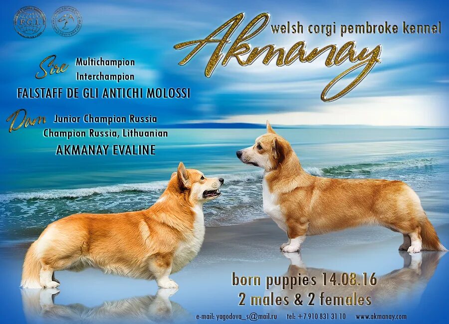 Реклама кобеля для вязки. Реклама помета щенков. Презентация помета. Овчарка вишенхофф. Презентация производителя собак.