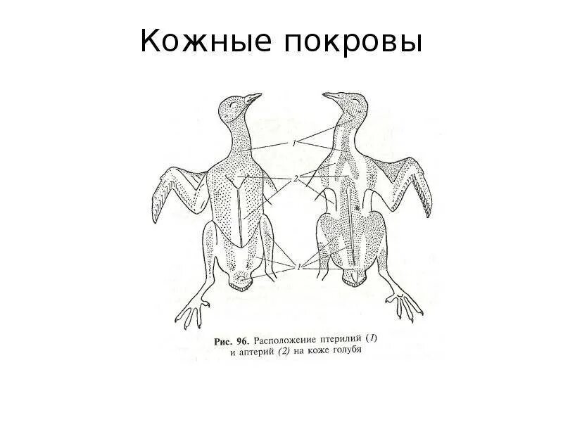 Роговое вещество у птиц. Роговое вещество у птиц. Роговое вещество у птиц. Метаболизм птиц. Роговое вещество у птиц.