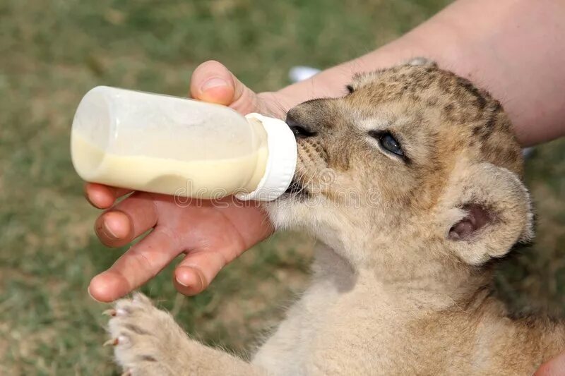 Животные пьют молоко