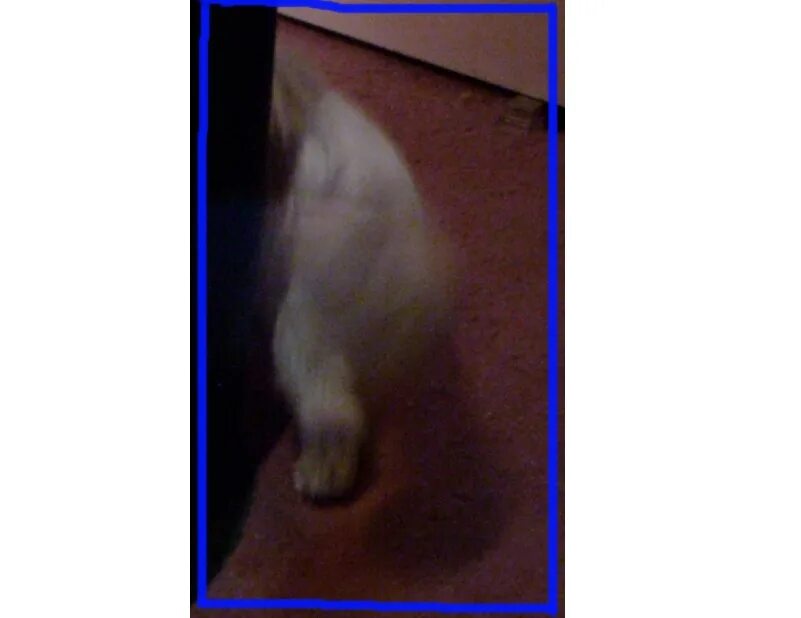 Кот приведение. Кошка привидение. Кошка привидение. Кошка фанта. Кот призрак.