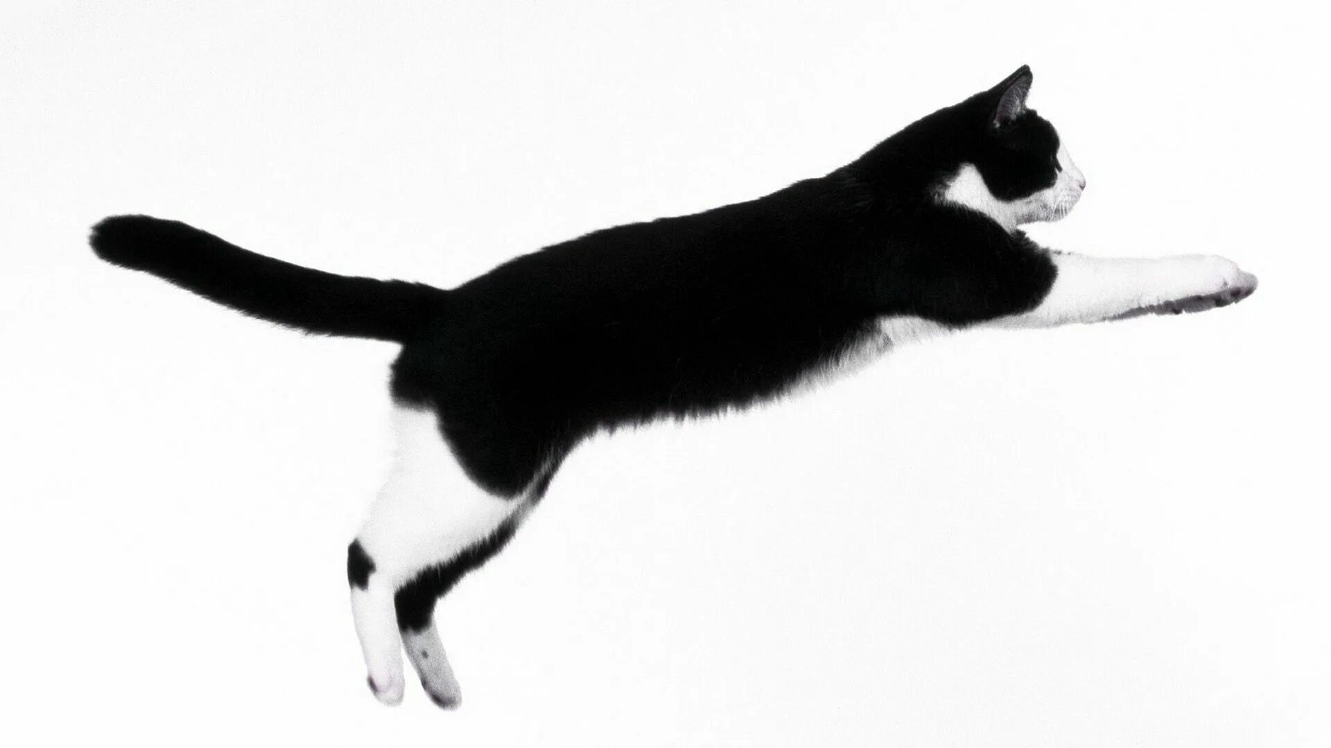 Un gato