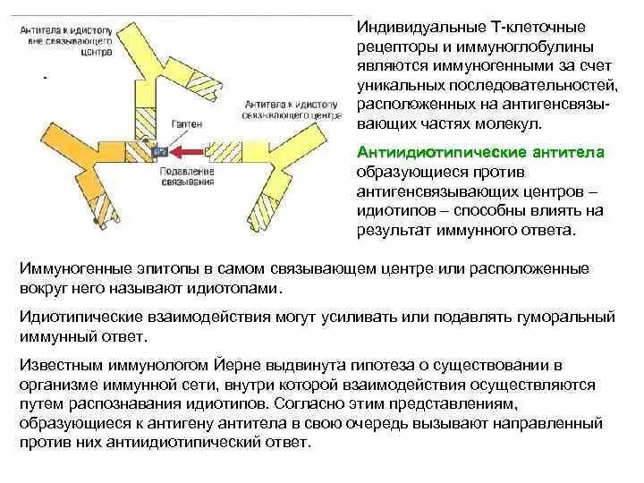 Центр антитела. Идиотип антиидиотипическое взаимодействие. антиидиотипические антитела. антиидиотипические рецепторы. антиидиотипические антитела аутоантитела.