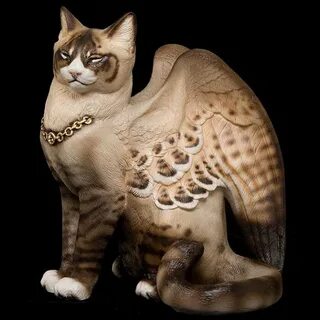 Кота крыл