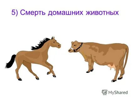 Умирают домашние животные