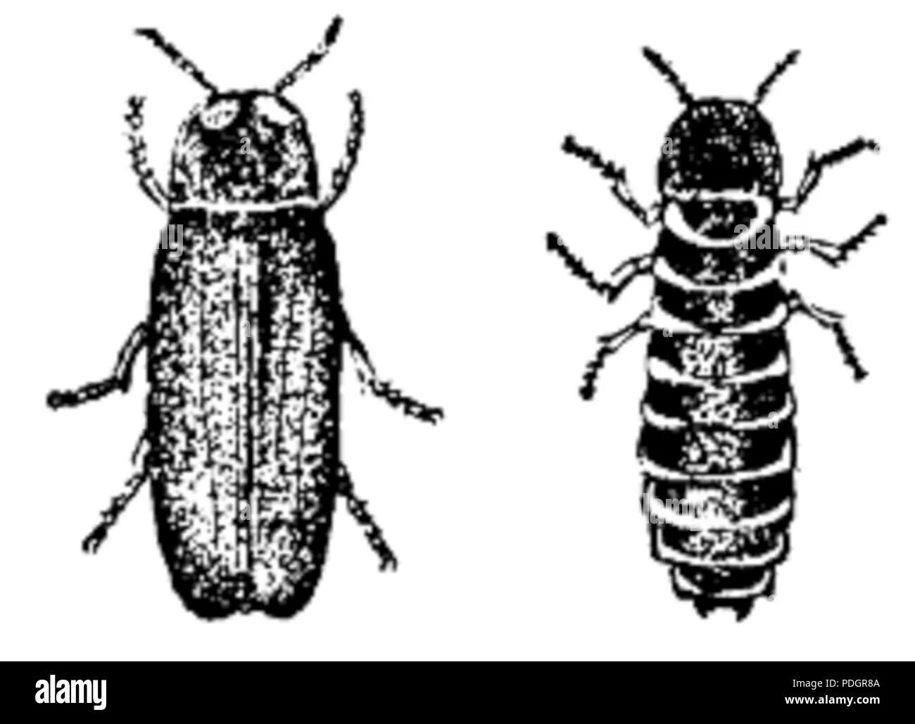 Лампириды. Семейство лампириды. Lampyris Noctiluca. Пд групп