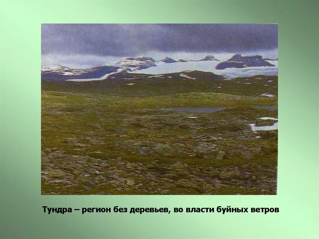 Параграф тундра. География 8 класс тундра растительный мир. Зона тундры 8 класс. Без деревьев тундра. Тундра 8 класс география.