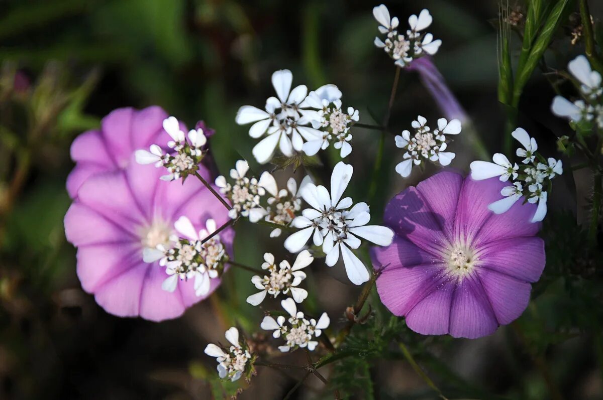 Mou waho island. Рїр р рѕс рμс. Остров рыбачий мурманская область. Мальва цветок дикая. Рїр р рѕс рμс.