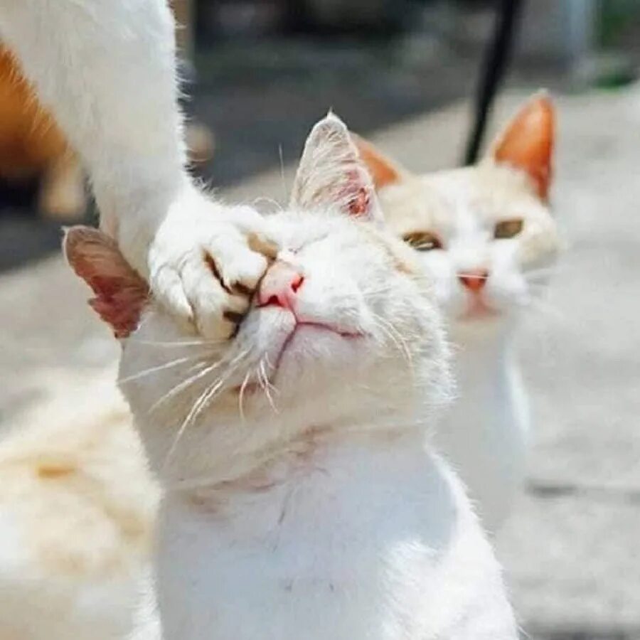 Доминирующий кот. Муркотики. божья тварь фото кошка.
