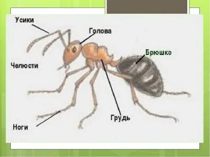 Внешнее строение муравьев