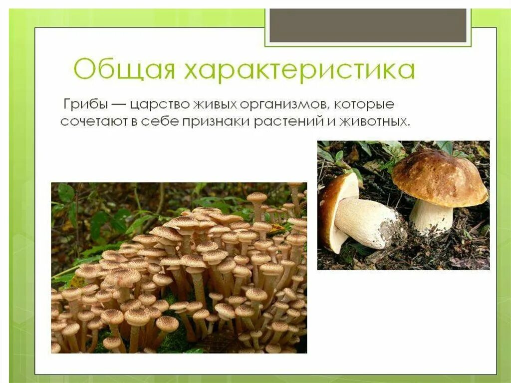 Каковы общие признаки грибов 5. Царство грибы общая характеристика. Общая характеристика царства грибов. Характеристика царства грибов. Грибы характеристика.