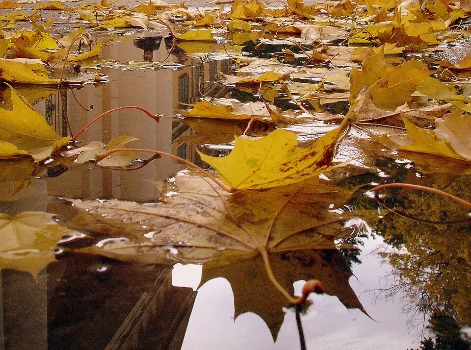 Про осень прикольные. Влюбленные осенью. Уходящая осень. Пролетело лето наступила осень. Осень подкрадывается незаметно а зима приходит внезапно.