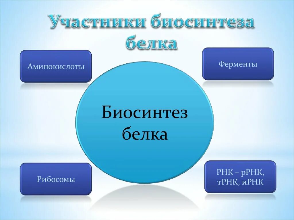 Участники биосинтеза белка. Участники синтеза белка. Участвует в биосинтезе белка. Таблица участники биосинтеза белка.