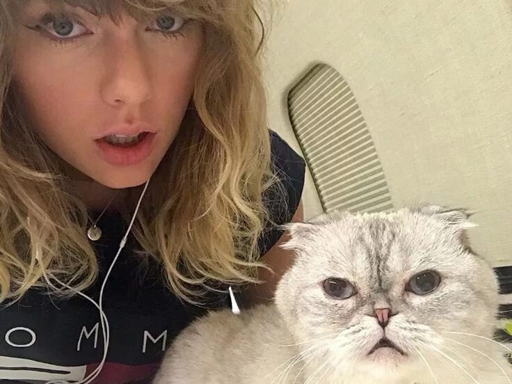 Swift cat. Кошки тейлор свифт порода. taylor swift selfi fanats 2019. тейлар мил.