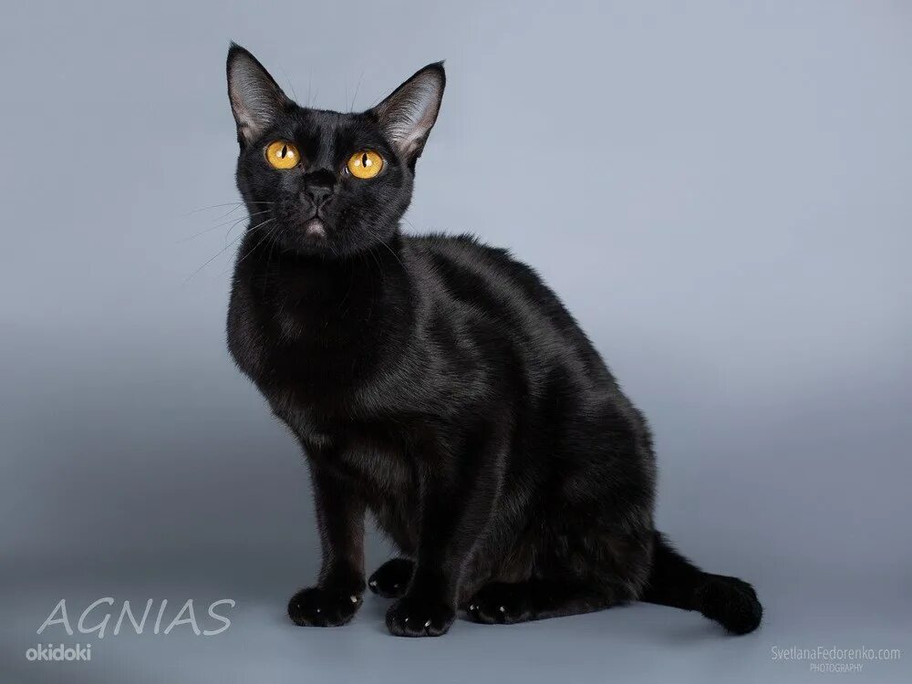 Willing to Chance Your Luck? Check Out These 11 Black Cat Breeds - B & W animals
